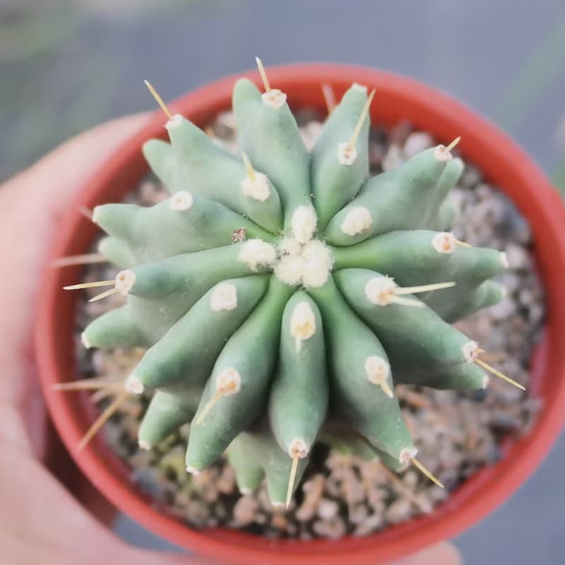 【荳荳多肉】【無刺王冠龍】喬遷│送禮│升遷│多肉植物