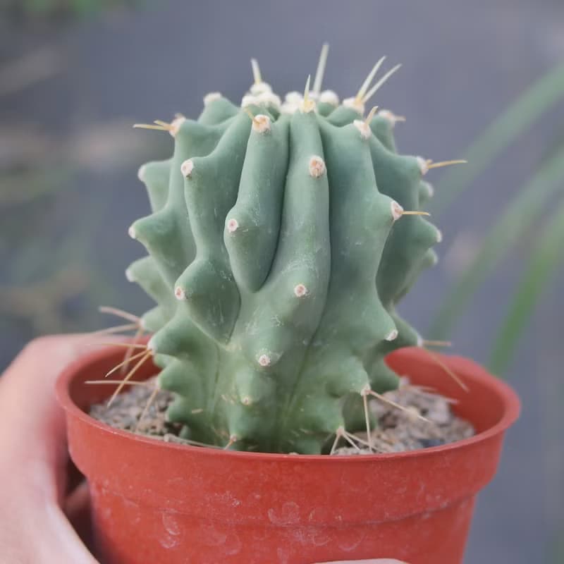 【荳荳多肉】【無刺王冠龍】喬遷│送禮│升遷│多肉植物