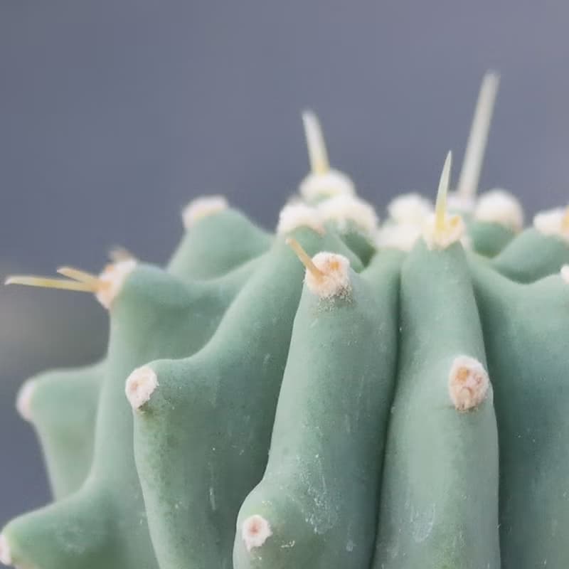 【荳荳多肉】【無刺王冠龍】喬遷│送禮│升遷│多肉植物