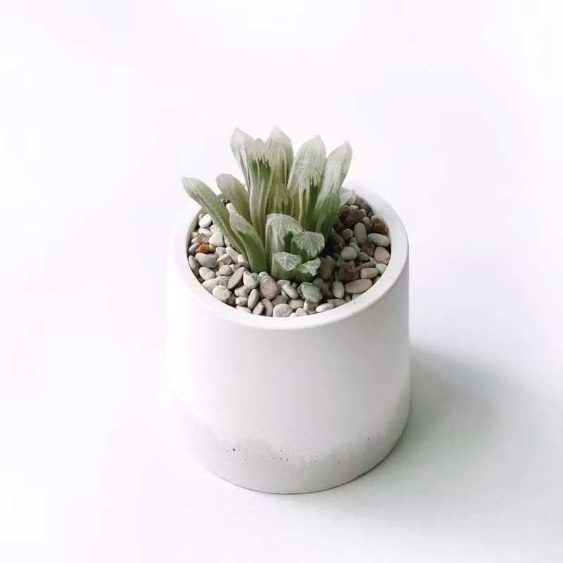 (預購) 白灰漸層系列 | 白斑玉露 圓形雙色水泥多肉植栽