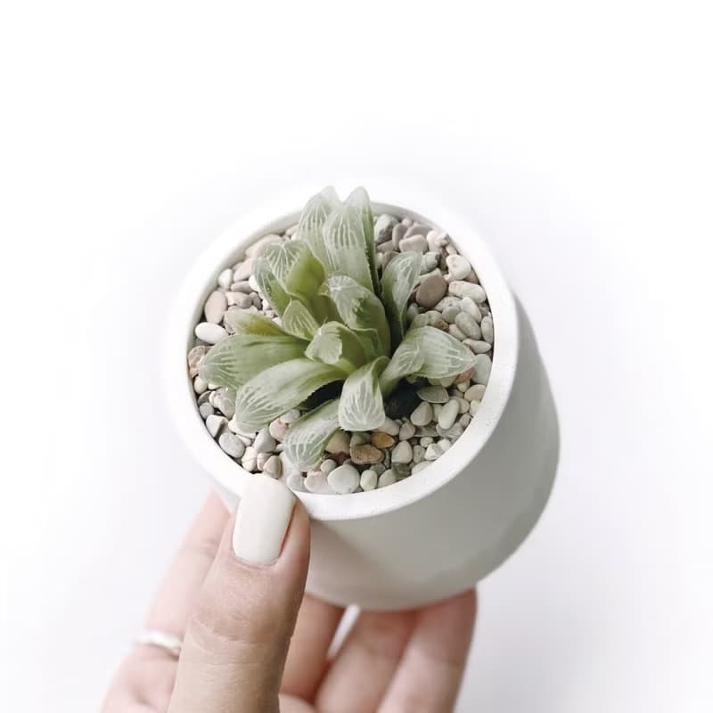 (預購) 白灰漸層系列 | 白斑玉露 圓形雙色水泥多肉植栽