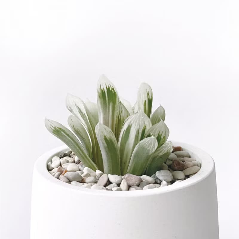 (預購) 白灰漸層系列 | 白斑玉露 圓形雙色水泥多肉植栽