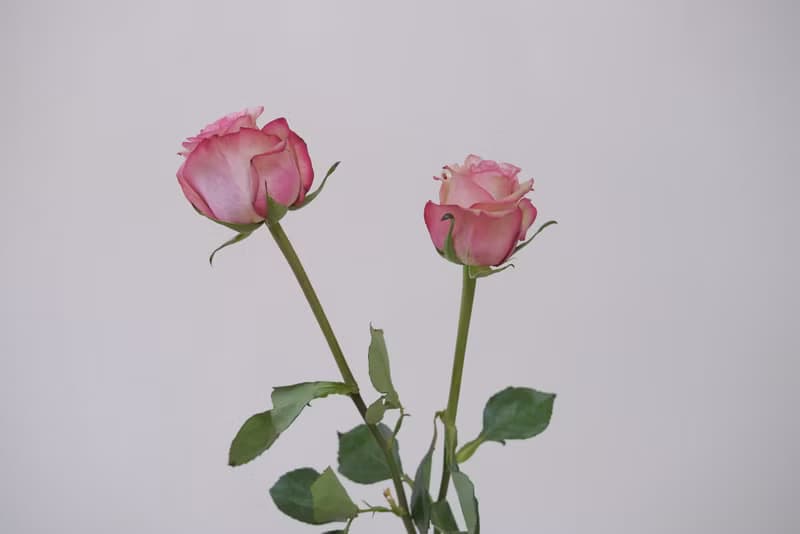 玫瑰花束  韓式花束  生日花束 女友禮物 求婚花束