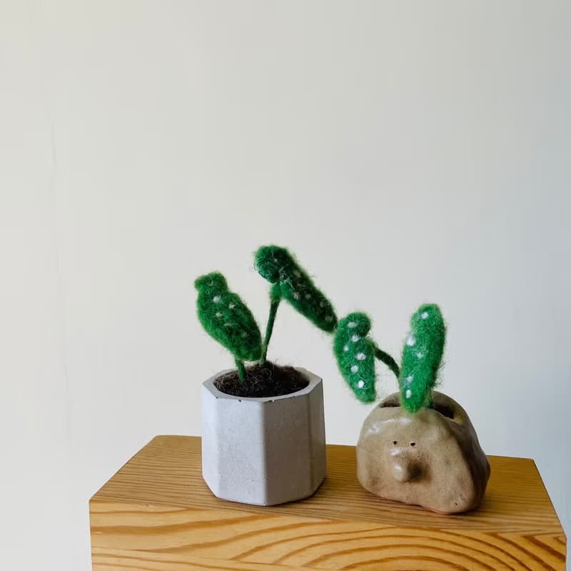 |哈哈羊毛氈| 星點海棠植物盆栽 水泥盆|手捏陶盆 (2款) / 019