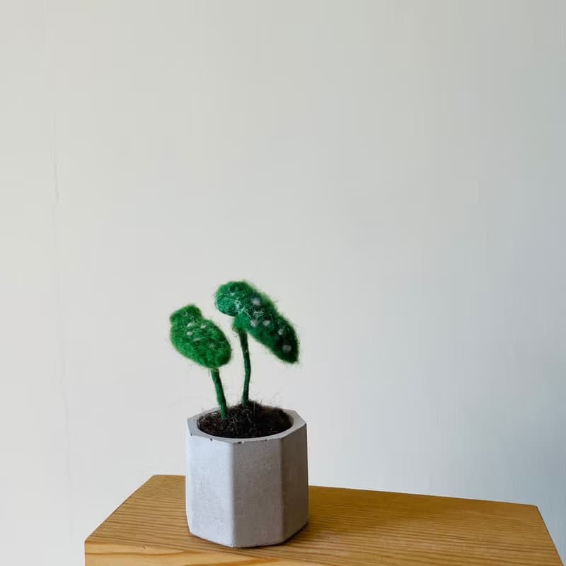 |哈哈羊毛氈| 星點海棠植物盆栽 水泥盆|手捏陶盆 (2款) / 019