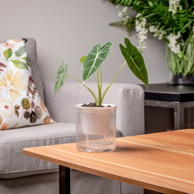 絨葉觀音蓮 免澆水盆栽 室內植物 觀葉植物  禮物 辦公室小物