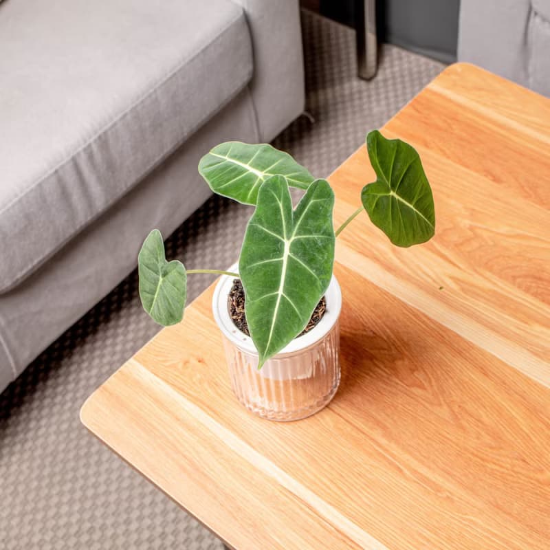 絨葉觀音蓮 免澆水盆栽 室內植物 觀葉植物  禮物 辦公室小物