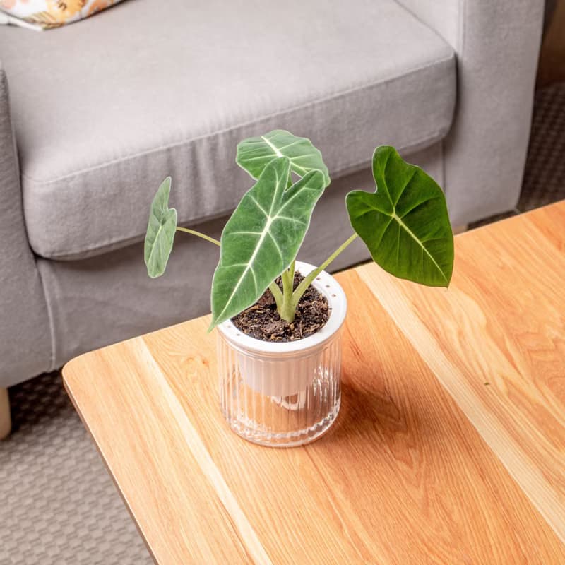 絨葉觀音蓮 免澆水盆栽 室內植物 觀葉植物  禮物 辦公室小物