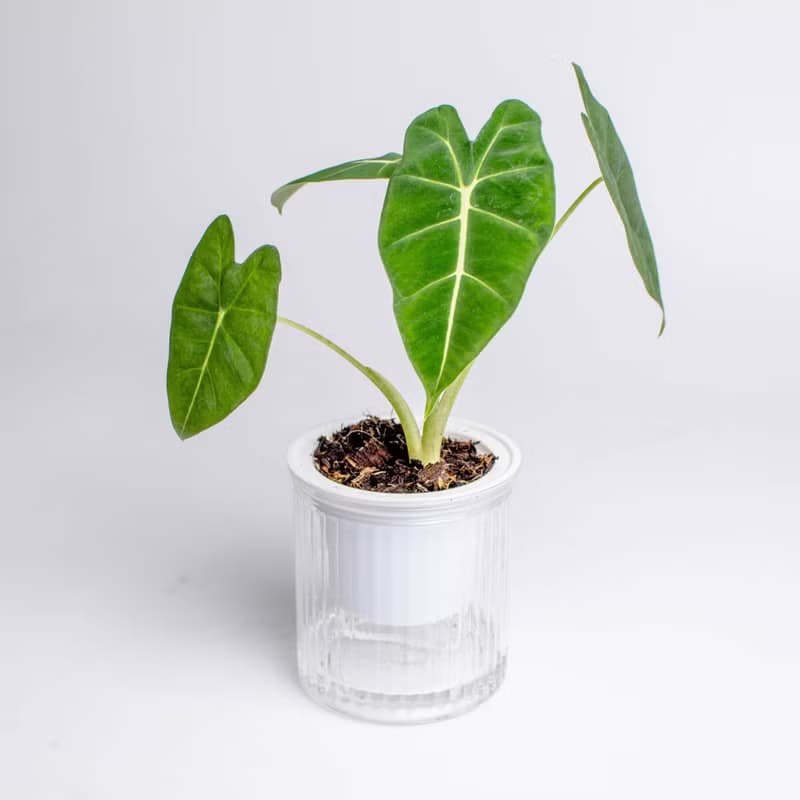 絨葉觀音蓮 免澆水盆栽 室內植物 觀葉植物  禮物 辦公室小物