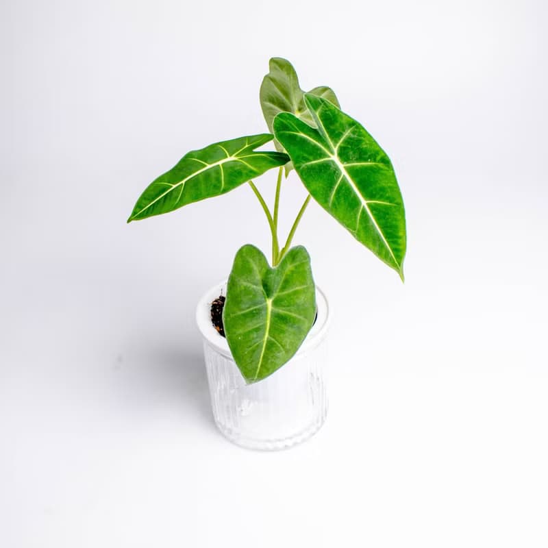 絨葉觀音蓮 免澆水盆栽 室內植物 觀葉植物  禮物 辦公室小物