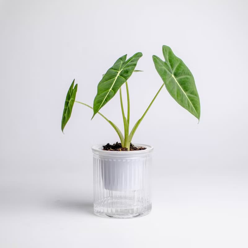 絨葉觀音蓮 免澆水盆栽 室內植物 觀葉植物  禮物 辦公室小物