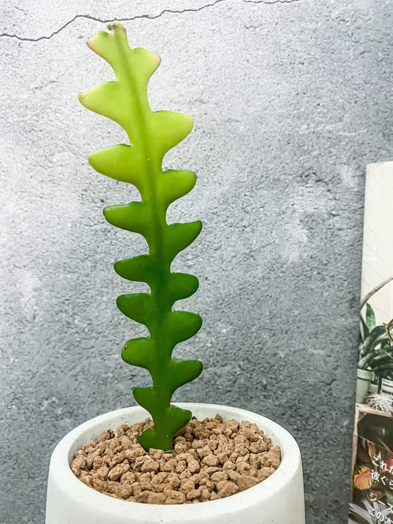 【水泥盆植栽】 鯊魚劍仙人掌/ 手作水泥盆 雙色盆
