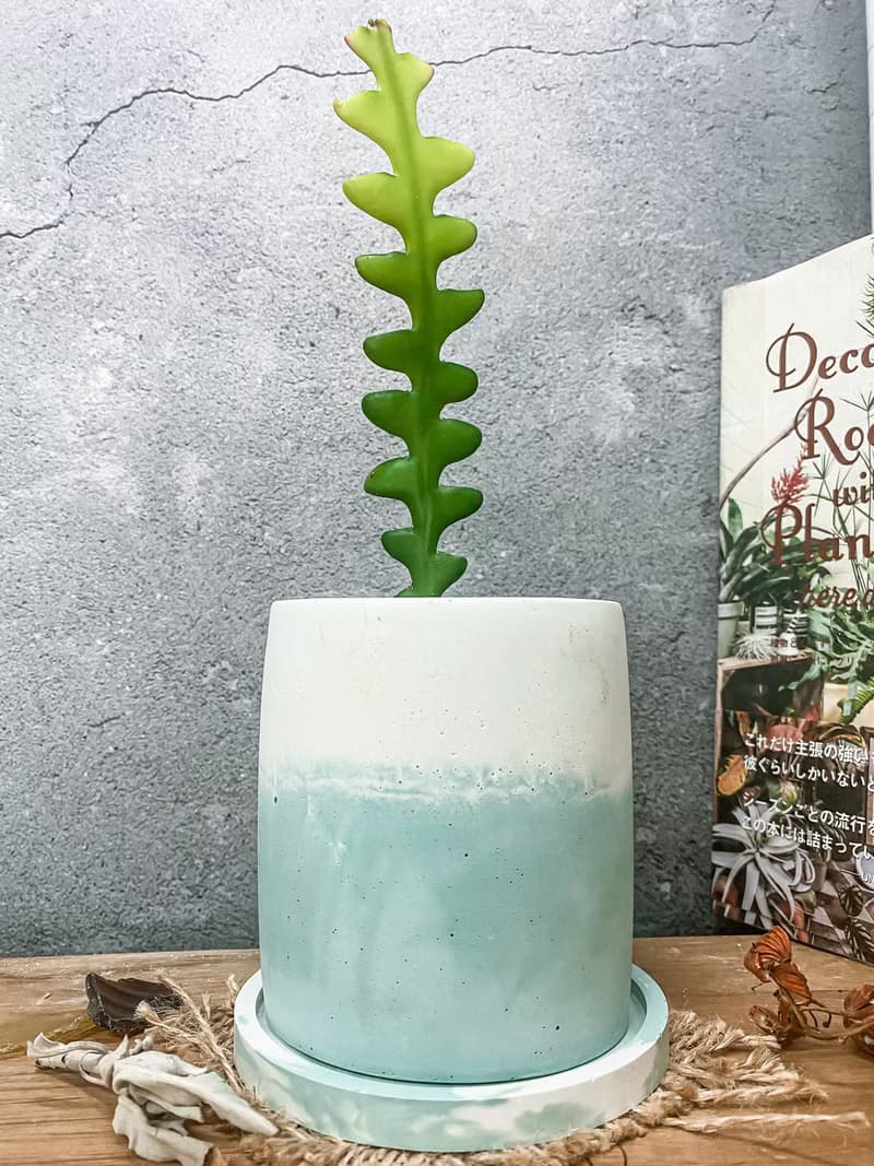 【水泥盆植栽】 鯊魚劍仙人掌/ 手作水泥盆 雙色盆