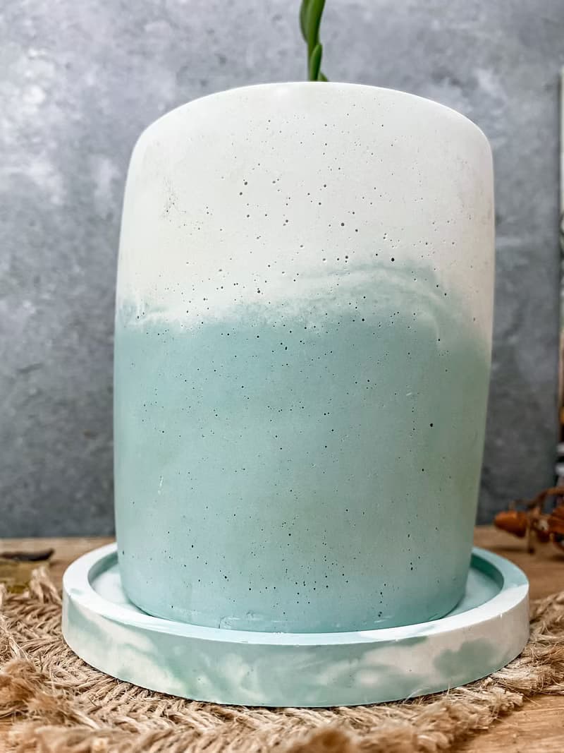 【水泥盆植栽】 鯊魚劍仙人掌/ 手作水泥盆 雙色盆