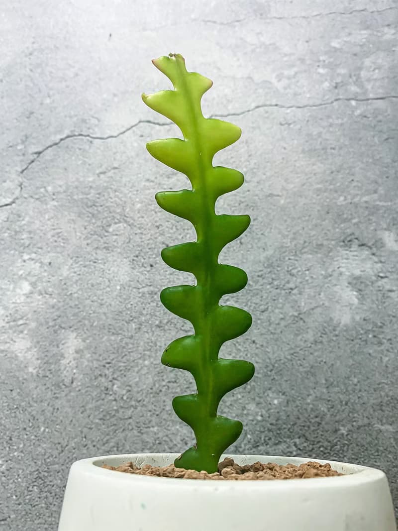 【水泥盆植栽】 鯊魚劍仙人掌/ 手作水泥盆 雙色盆