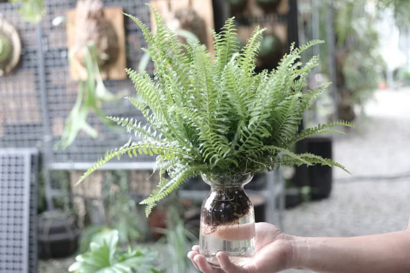 水培植栽│波士頓腎蕨_室內植物 辦公室盆栽  植栽 盆栽 水耕植物