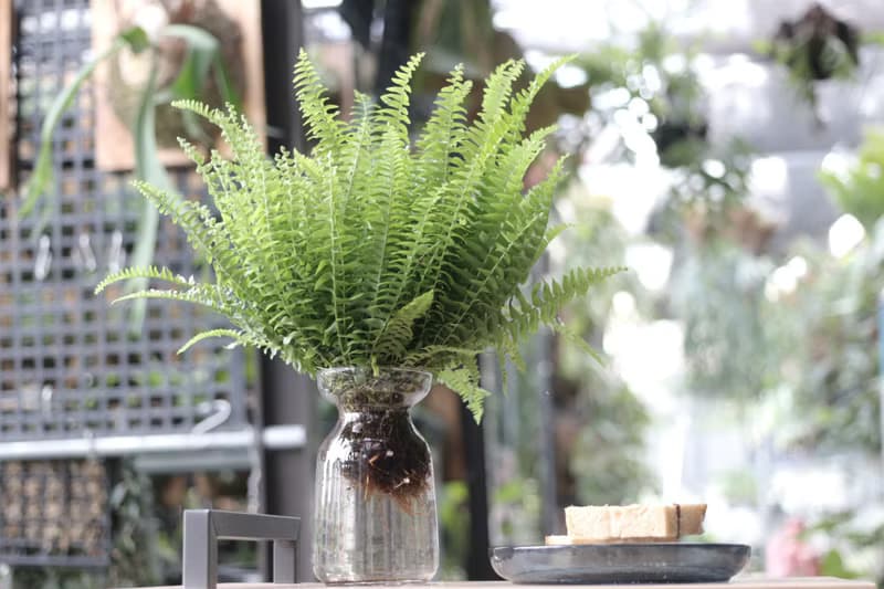 水培植栽│波士頓腎蕨_室內植物 辦公室盆栽  植栽 盆栽 水耕植物