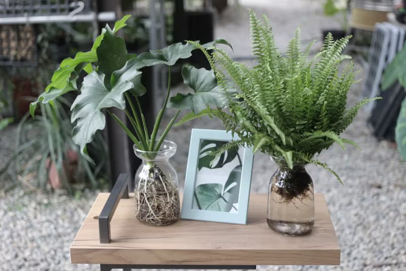 水培植栽│波士頓腎蕨_室內植物 辦公室盆栽  植栽 盆栽 水耕植物