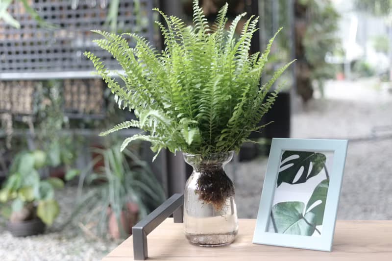 水培植栽│波士頓腎蕨_室內植物 辦公室盆栽  植栽 盆栽 水耕植物