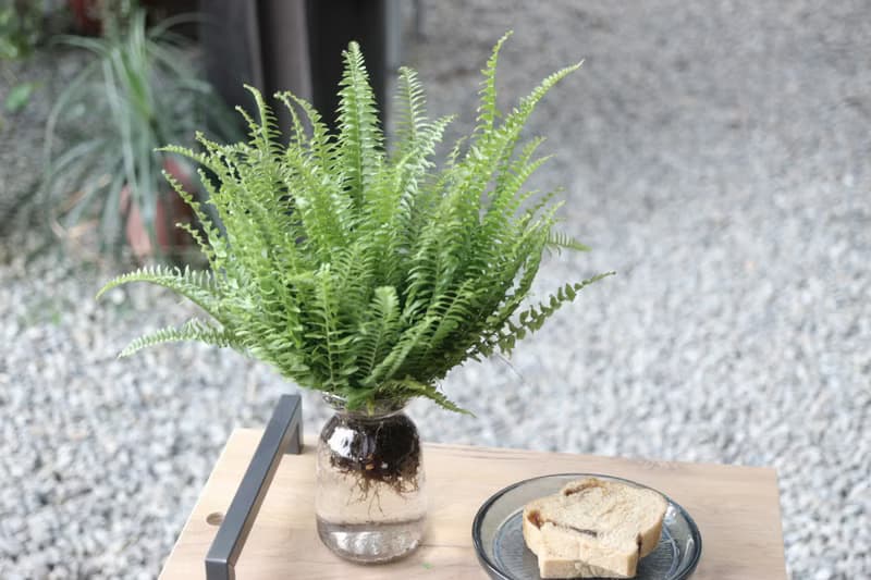 水培植栽│波士頓腎蕨_室內植物 辦公室盆栽  植栽 盆栽 水耕植物
