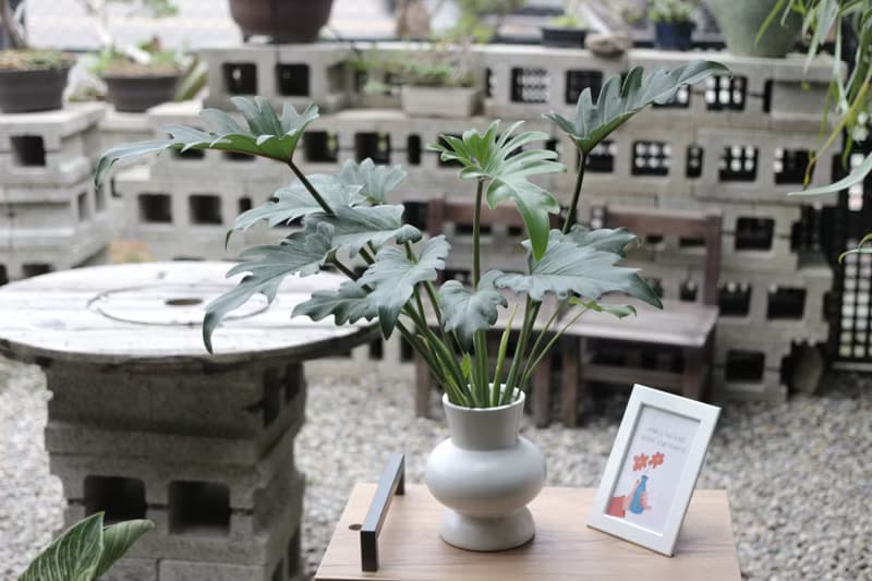 水培植栽│奧利多蔓綠絨_室內植物 辦公室盆栽 店內擺設 送禮