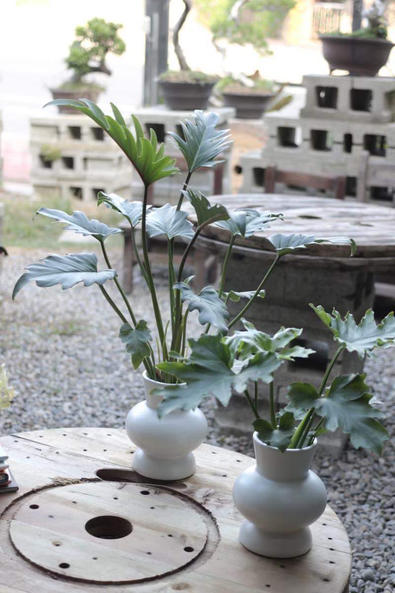 水培植栽│奧利多蔓綠絨_室內植物 辦公室盆栽 店內擺設 送禮