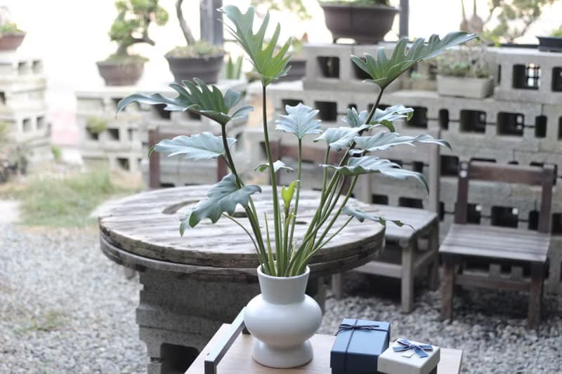 水培植栽│奧利多蔓綠絨_室內植物 辦公室盆栽 店內擺設 送禮