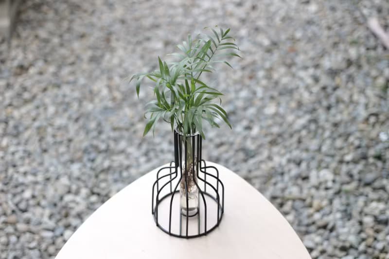 水培植栽│袖珍椰子_室內植物 辦公室盆栽 店內布置