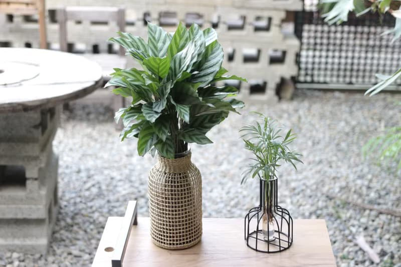 水培植栽│袖珍椰子_室內植物 辦公室盆栽 店內布置