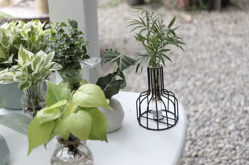 水培植栽│袖珍椰子_室內植物 辦公室盆栽 店內布置