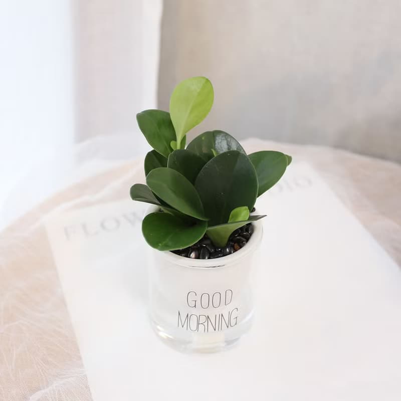 PD164圓葉椒草吸水盆栽 / 室內植物 懶人植物