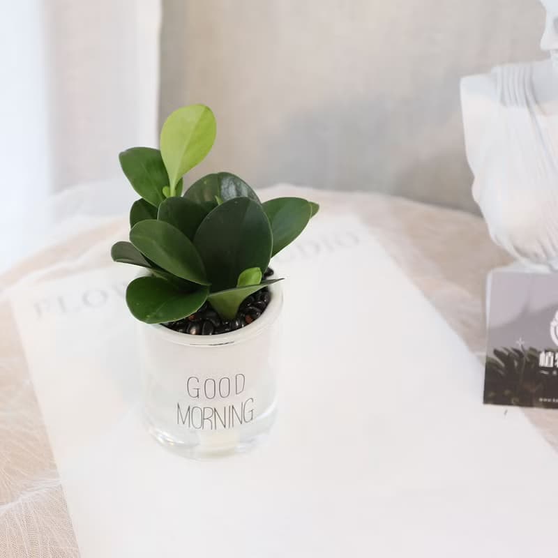 PD164圓葉椒草吸水盆栽 / 室內植物 懶人植物