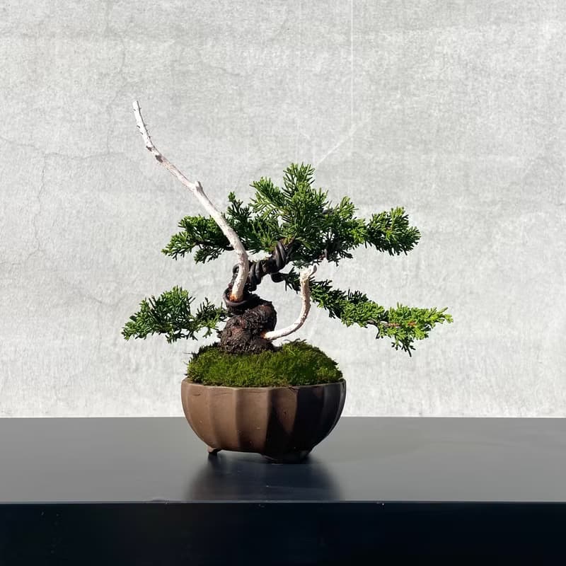 小品盆栽-系魚川真柏 盆景 送禮