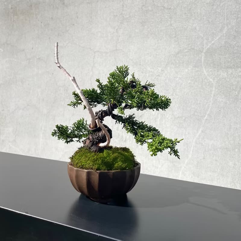 小品盆栽-系魚川真柏 盆景 送禮