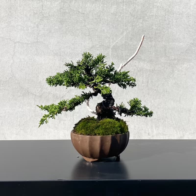 小品盆栽-系魚川真柏 盆景 送禮