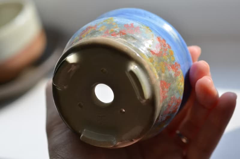 陶盆 | 寶島 | 臺灣欒樹