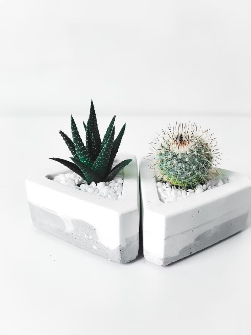 三角洲-多肉植物水泥盆栽