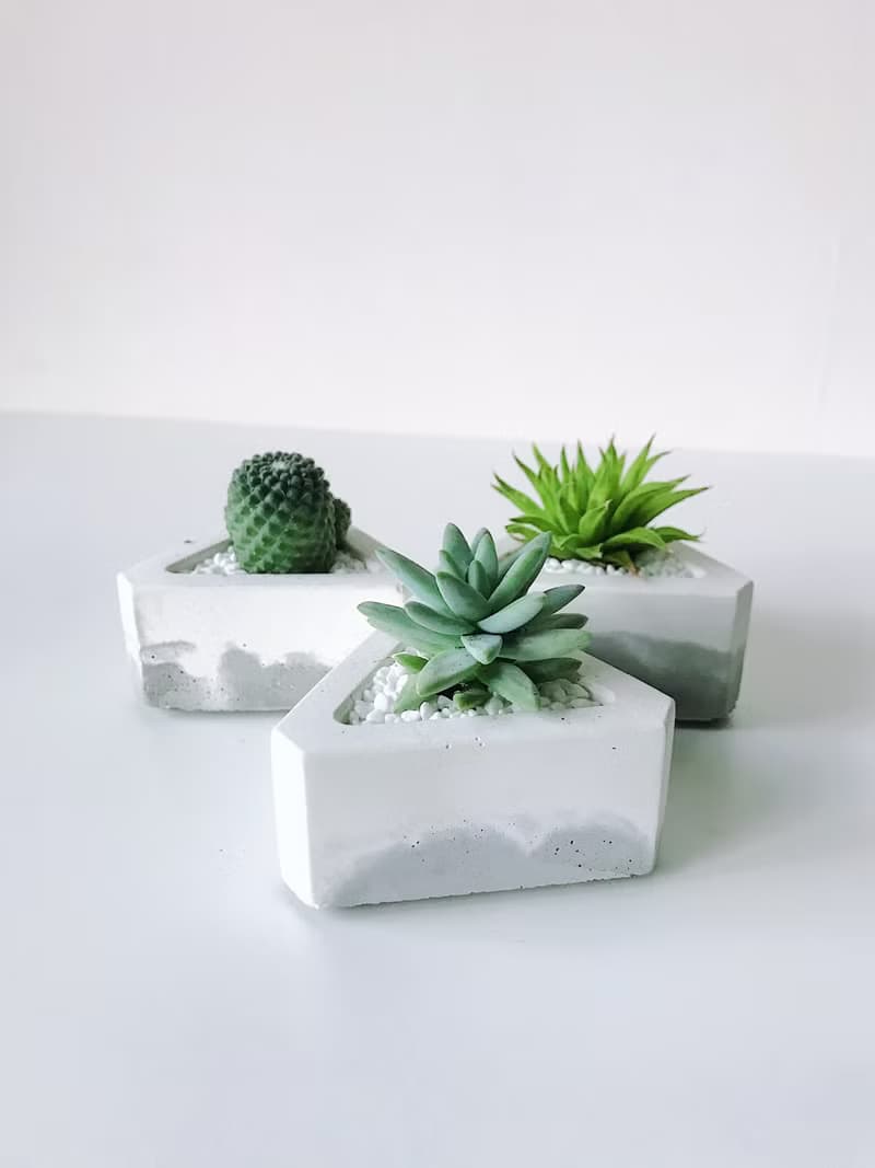 三角洲-多肉植物水泥盆栽