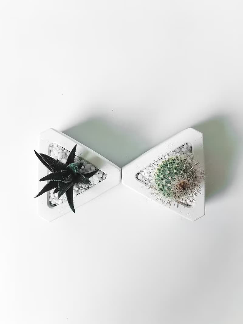 三角洲-多肉植物水泥盆栽