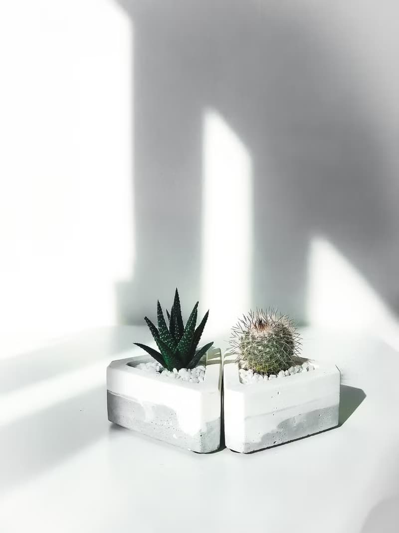 三角洲-多肉植物水泥盆栽