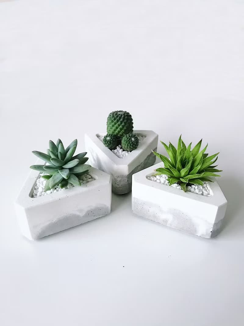 三角洲-多肉植物水泥盆栽