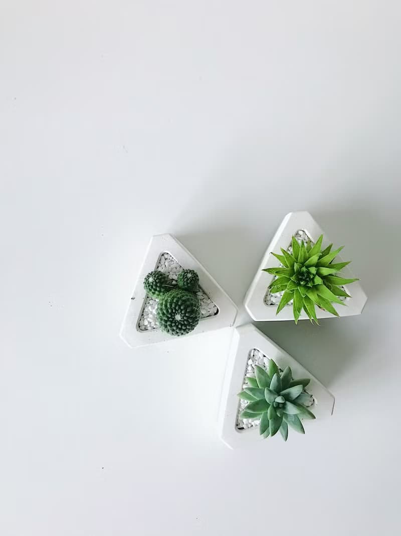 三角洲-多肉植物水泥盆栽