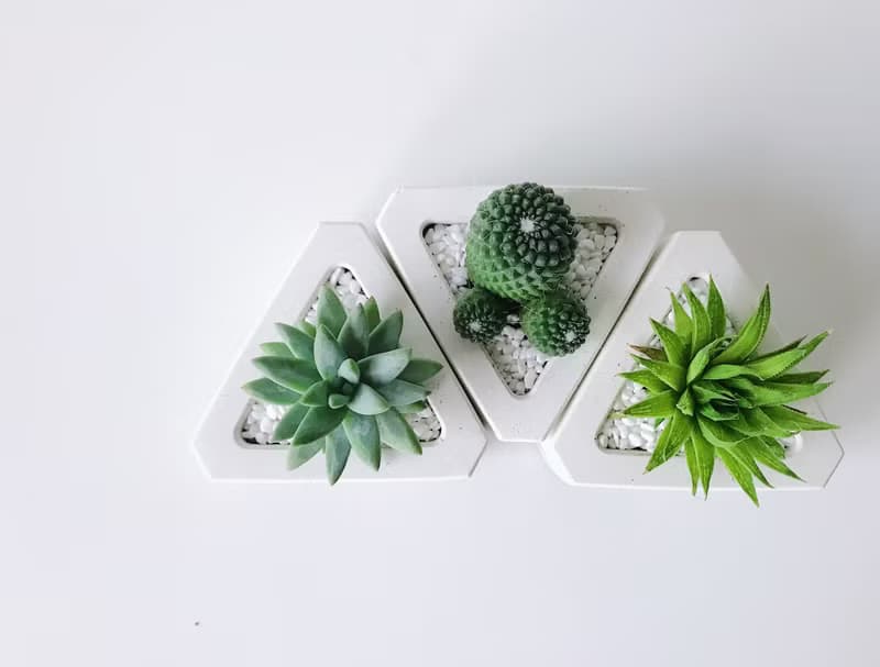 三角洲-多肉植物水泥盆栽