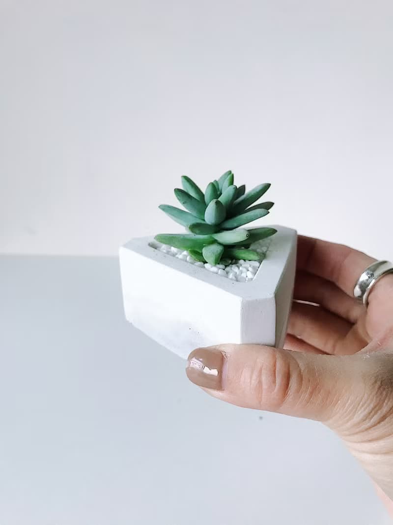 三角洲-多肉植物水泥盆栽