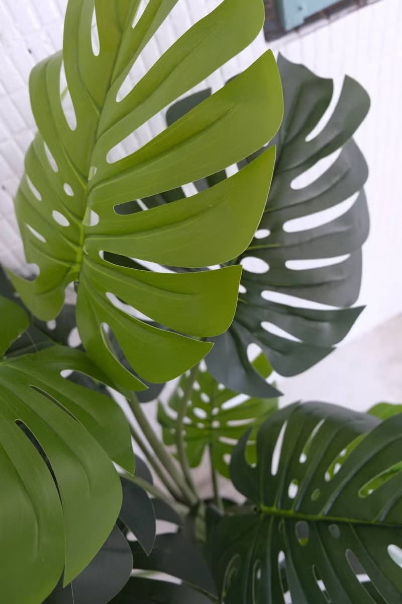 人造植栽/仿真龜背葉/仿真植物/綠化/永不凋零