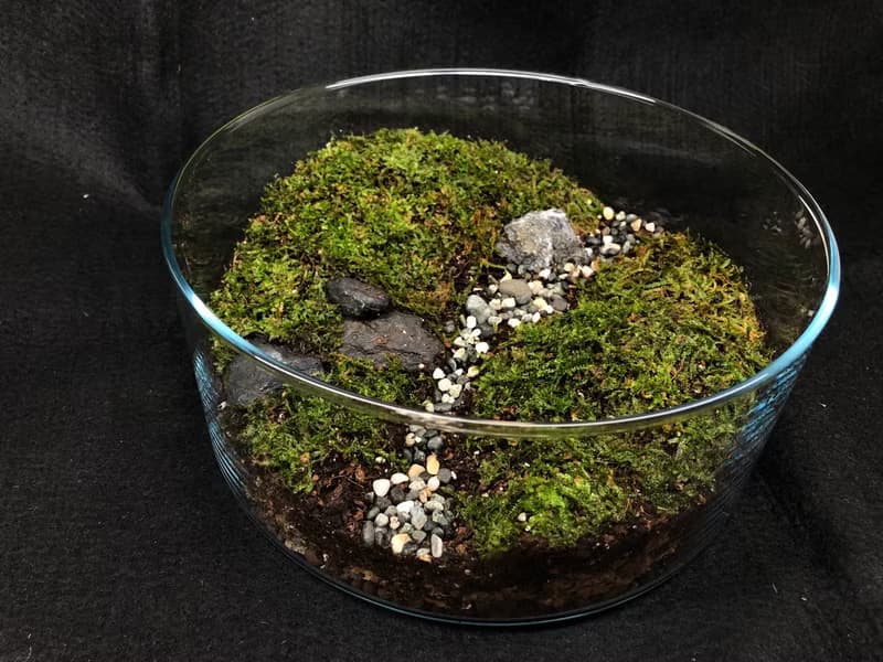 苔蘚生態缸-青青草原款