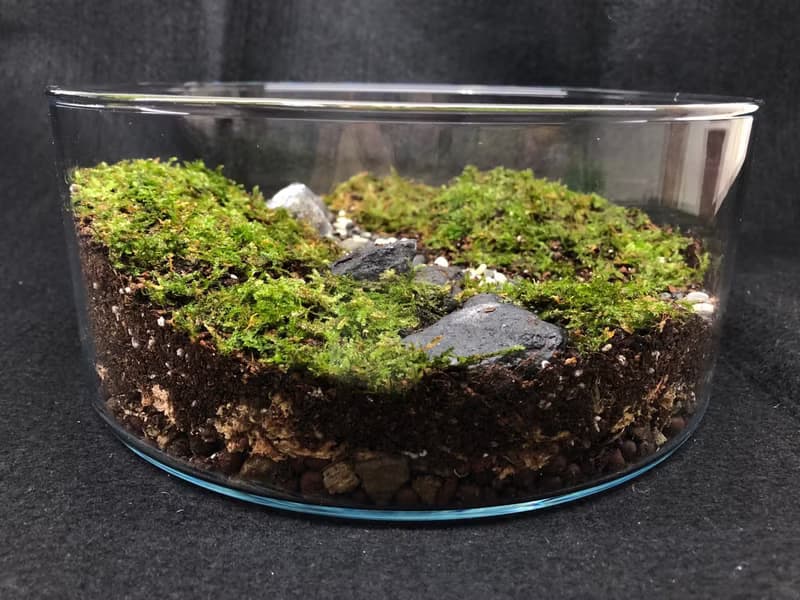苔蘚生態缸-青青草原款
