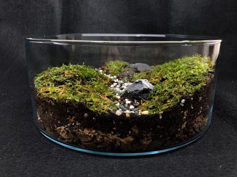 苔蘚生態缸-青青草原款