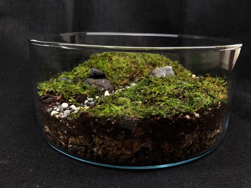 苔蘚生態缸-青青草原款