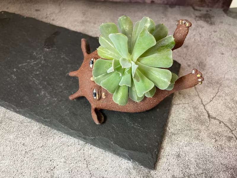 小怪獸造型多肉植物盆栽